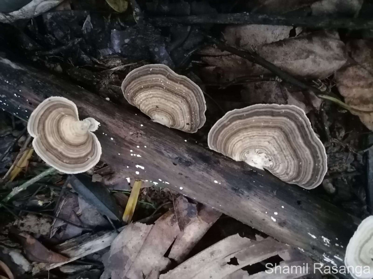 Trametes lactinea Berk. (1843)